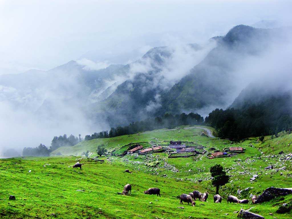 Greenery-at-its-best-In-Chopta-Valley-Lachen