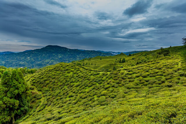 Bagdogra-to-Darjeeling-through-Rohini-Tea-Estate