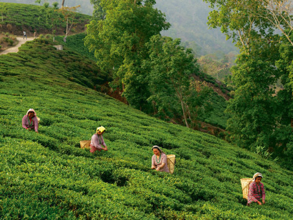 Kurseong: Ultimate Guide To Plan Your Trip and Best Suggestions