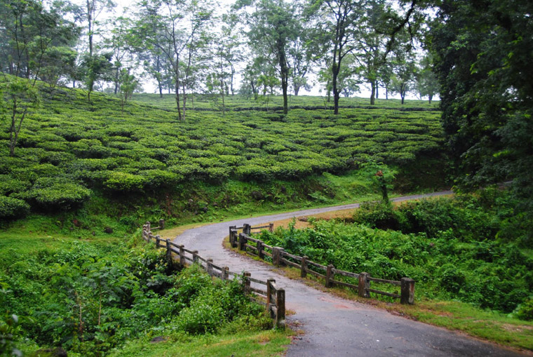 Samsing-Tea-Garden-Dooars