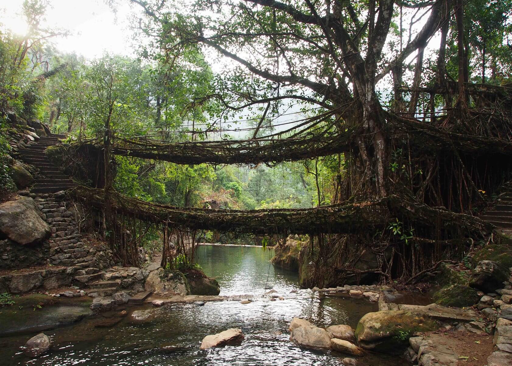 root-bridge